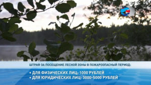 Закон о кострах 2020 в лесу