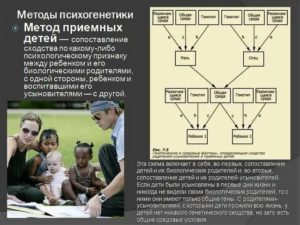 Поиск биологических родителей